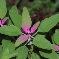 Chenopodium giganteum D.Don